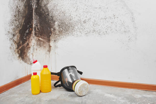 Mold Removal and Inspection in Keenesburg, CO