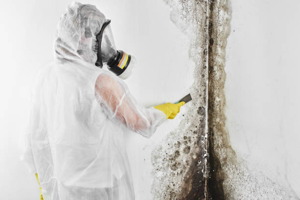 Crawl Space Mold Removal in Keenesburg, CO