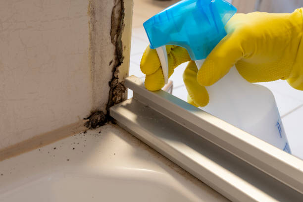 Best Mold Removal and Inspection  in Keenesburg, CO