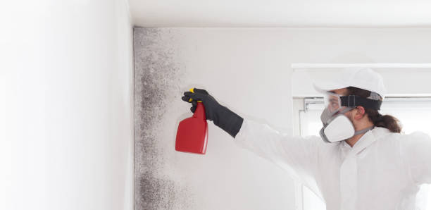 Best Attic Mold Removal  in Keenesburg, CO