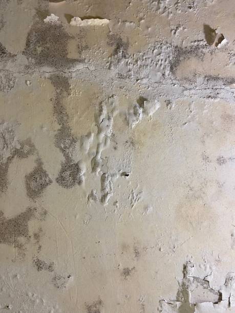 Best Emergency Mold Removal  in Keenesburg, CO
