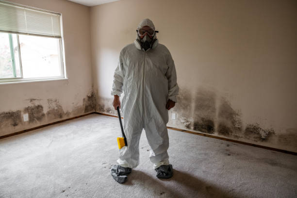 Professional Mold Removal in Keenesburg, CO