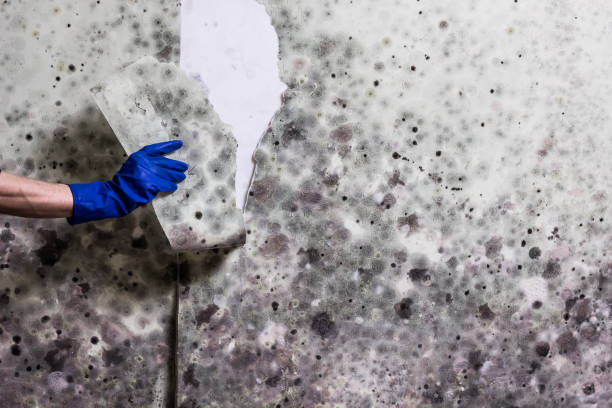 Best Certified Mold Removal  in Keenesburg, CO