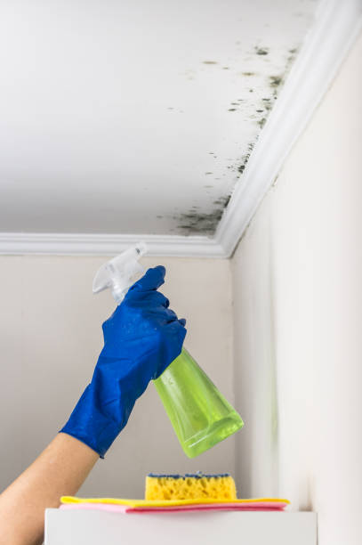 Best Black Mold Removal  in Keenesburg, CO